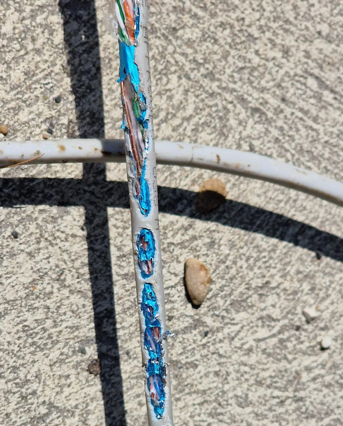 Kabel od blizu: siv plašč odgrizen, modra folija in žice razgaljene